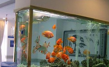 新泰市新汶深海魚宮水族館（新泰市新汶深海魚宮水族館電話）泰市新汶深海魚宮水族館，探索海底奇