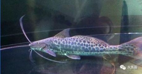 紅龍魚如何用燈照射魚缸（紅龍魚如何用燈照射魚缸里）龍魚燈光照射技巧，揭秘魚缸內