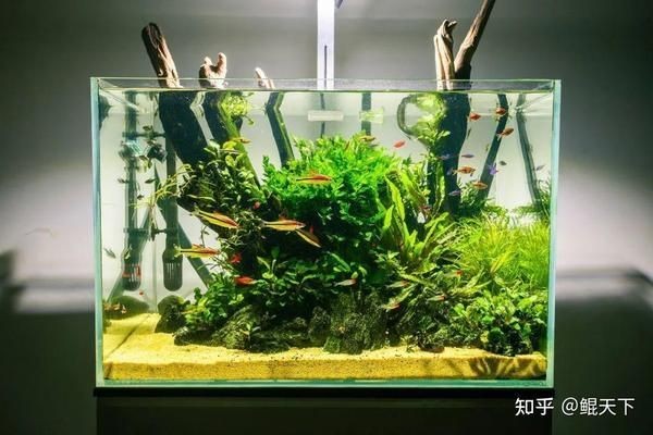 大魚缸如何清理魚屎：如何清理大魚缸中的魚屎，魚缸清潔指南，有效去除魚屎的方法