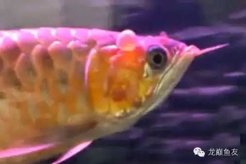 龍魚躁動不安預兆是什么，魚行為異常，躁動不安的預