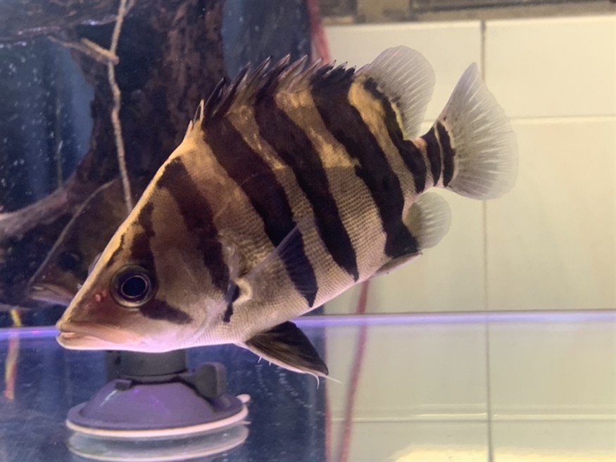 出虎魚，魚的神秘魅力，探索其獨特的生態