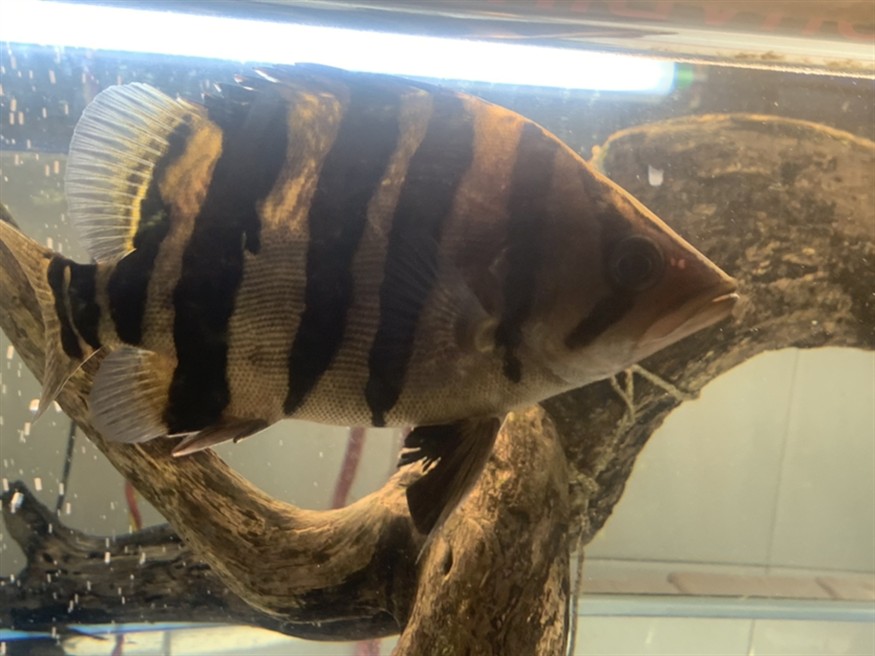 出虎魚，魚的神秘魅力，探索其獨特的生態