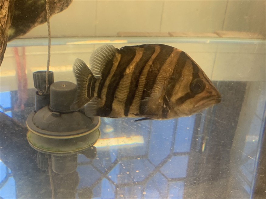 出虎魚，魚的神秘魅力，探索其獨特的生態