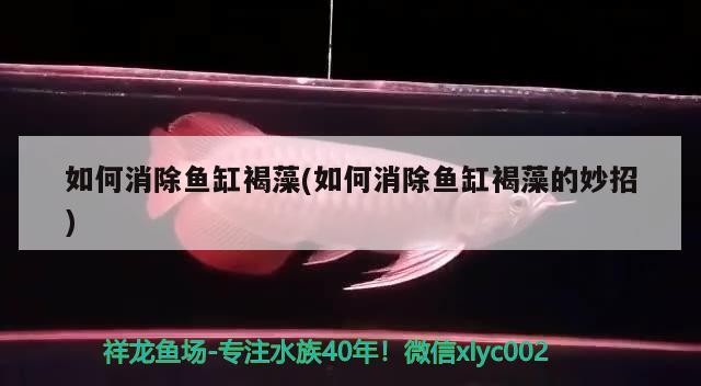 武漢市江岸區福家玻璃水族經營部（武漢市江岸區福家玻璃水族經營部地址）市江岸區福家玻璃水族經營部，專業水族