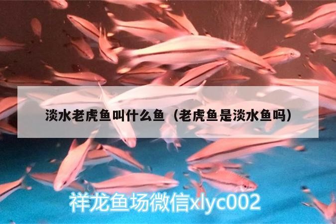 淡水老虎魚叫什么魚（老虎魚是淡水魚嗎）中的猛獸，揭秘老虎魚的別