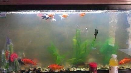不用了的魚缸怎么處理掉水:不用了的魚缸怎么處理掉水?處理不再使用的魚缸,徹底清理與處置指南 魚缸百科 第3張 不用了的魚缸怎么處理掉水:不用了的魚缸怎么處理掉水?處理不再使用的魚缸,徹底清理與處置指南 不用了的魚缸怎么處理掉水:不用了的魚缸怎么處理掉水?處理不再使用的魚缸,徹底清理與處置指南 魚缸百科 第3張