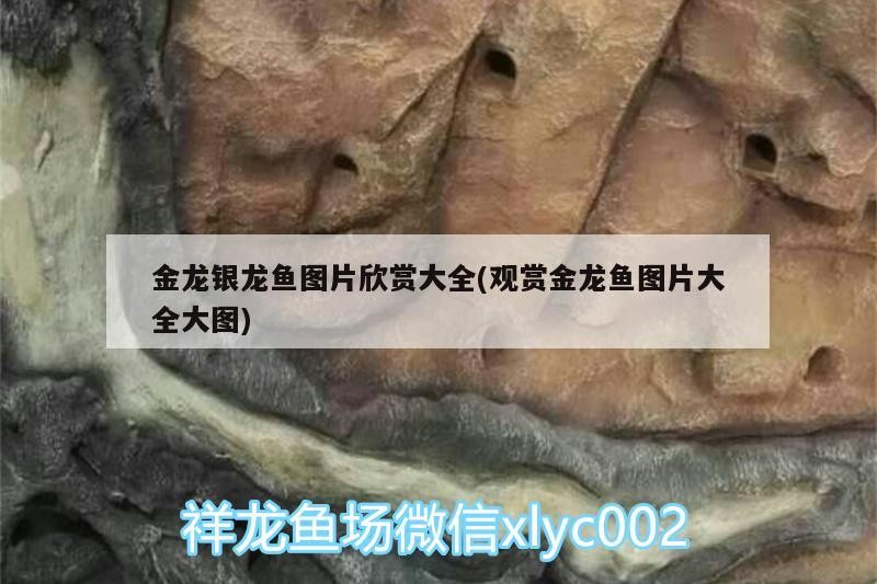 金龍銀龍魚圖片欣賞大全(觀賞金龍魚圖片大全大圖)龍銀龍魚圖片欣賞大全，觀賞金龍魚與銀龍魚的壯觀大圖