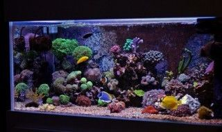 安彩魚缸怎么樣清洗干凈水垢：如何清洗魚缸水垢，安彩魚缸清潔秘訣，高效去除水