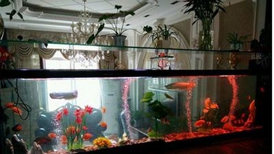 安彩魚缸怎么樣清洗干凈水垢：如何清洗魚缸水垢，安彩魚缸清潔秘訣，高效去除水