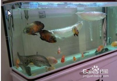 安彩魚缸怎么樣清洗干凈水垢：如何清洗魚缸水垢，安彩魚缸清潔秘訣，高效去除水