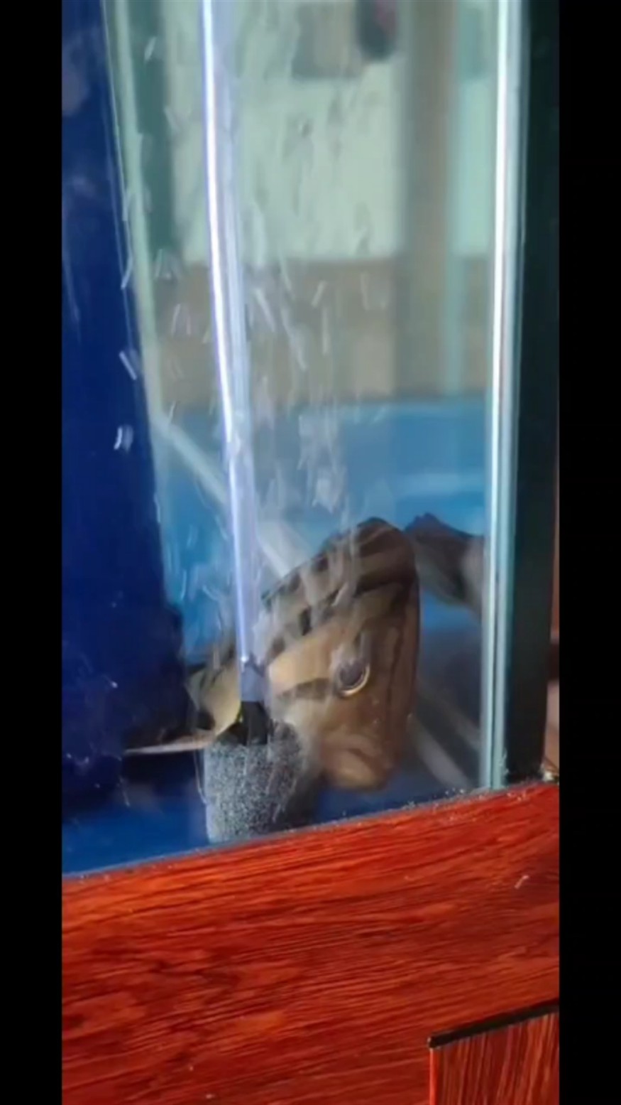 虎魚躺缸，魚躺缸，探索水中的寧靜之美