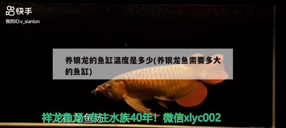 養銀龍的魚缸溫度是多少(養銀龍魚需要多大的魚缸)養銀龍魚的魚缸溫度指南，適合銀龍魚的水溫范圍及魚缸大小選擇