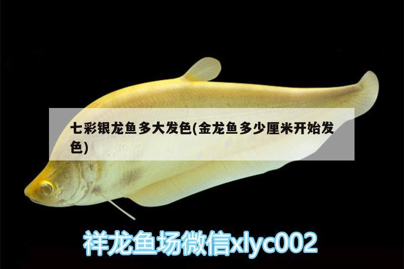 錦鯉和銀龍能混養嗎，虎魚能和銀龍一起養嗎，鯉與銀龍混養指南，虎魚能否和諧共處