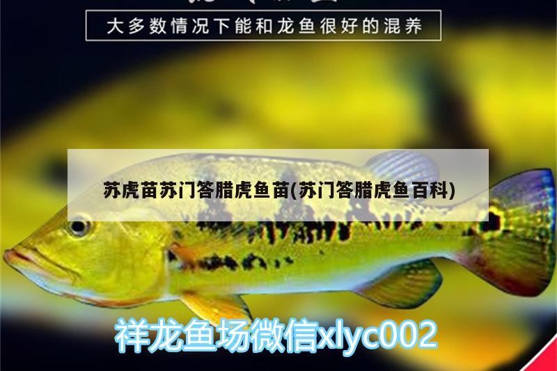 蘇虎苗蘇門答臘虎魚苗(蘇門答臘虎魚百科)虎苗，揭秘蘇門答臘虎魚的養殖與百科