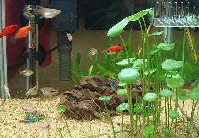 草金魚為什么會跳出魚缸：如何解決草金魚跳出魚缸的問題，金魚跳出魚缸之謎，解決跳出問題