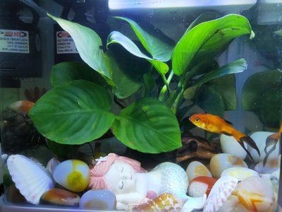 紅龍魚多久喂一次蜈蚣合適呢：紅龍魚多久喂一次蜈蚣合適
