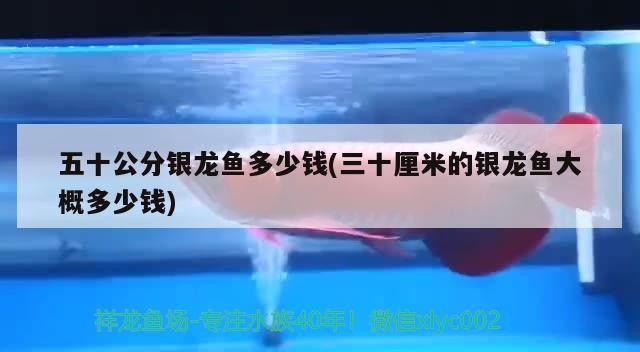 五十公分銀龍魚多少錢(三十厘米的銀龍魚大概多少錢)龍魚價格分析，三十厘米銀龍