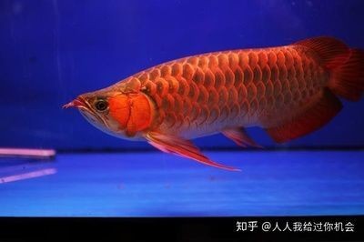 國內紅龍魚繁殖基地在哪里，紅龍魚繁殖基地揭秘，尋找最佳