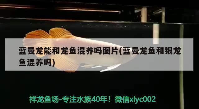 藍(lán)曼龍能和龍魚混養(yǎng)嗎圖片(藍(lán)曼龍魚和銀龍魚混養(yǎng)嗎)曼龍魚與銀龍魚混養(yǎng)