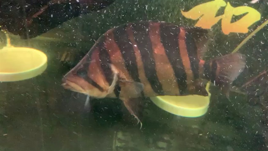 巨無霸印尼虎魚，虎魚，海洋中的巨獸，體型
