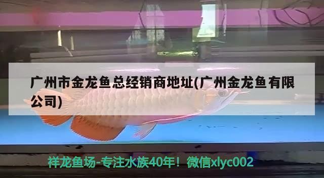 巨無霸印尼虎魚，虎魚，海洋中的巨獸，體型
