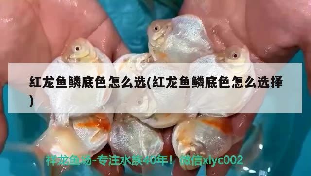 巨無霸印尼虎魚，虎魚，海洋中的巨獸，體型