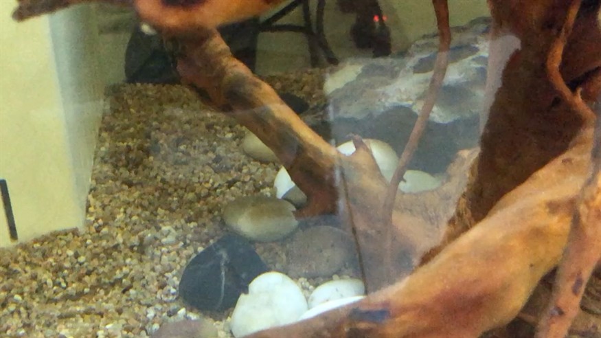 小三紋虎魚(yú)吃東西，小三紋虎魚(yú)，水中的美食家 小三紋虎魚(yú)吃東西，小三紋虎魚(yú)，水中的美食家 虎魚(yú)百科 第1張