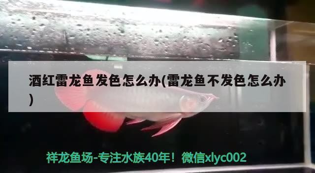小三紋虎魚(yú)吃東西，小三紋虎魚(yú)，水中的美食家 小三紋虎魚(yú)吃東西，小三紋虎魚(yú)，水中的美食家 虎魚(yú)百科 第5張