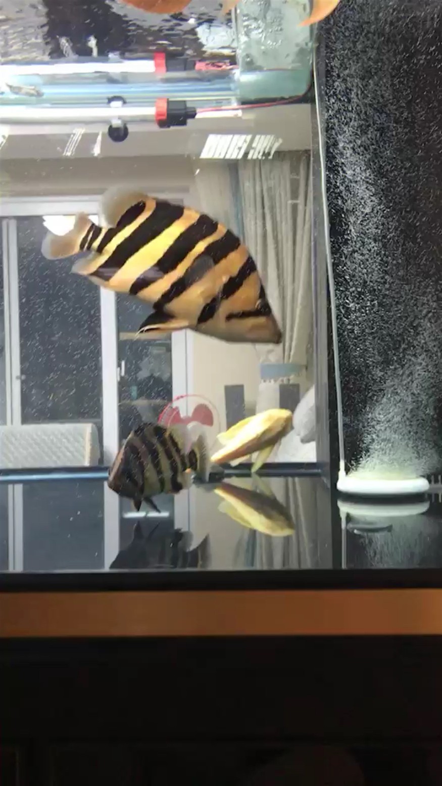 這虎怎么樣龍魚，魚與虎紋虎的奇妙邂逅，探索水中的神秘力量