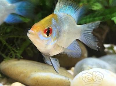 一年的紅龍魚(yú)發(fā)色黃色怎么辦呀（一年的紅龍魚(yú)發(fā)色黃色怎么辦呀圖片）龍魚(yú)一年發(fā)色成黃色，應(yīng)對(duì)
