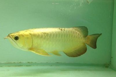 金龍魚死亡預示什么，龍魚死亡之謎，自然現象還是環境