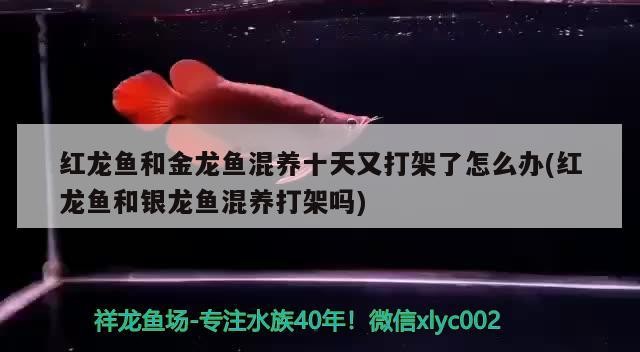 紅龍魚和金龍魚混養十天又打架了怎么辦(紅龍魚和銀龍魚混養打架嗎)龍魚與金龍魚混養引發沖突，十天后再次發生爭斗，該如何處理？