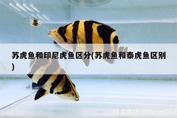 蘇虎魚和印尼虎魚區(qū)分(蘇虎魚和泰虎魚區(qū)別)虎魚與印尼虎魚的辨識指南，區(qū)分特征與養(yǎng)殖