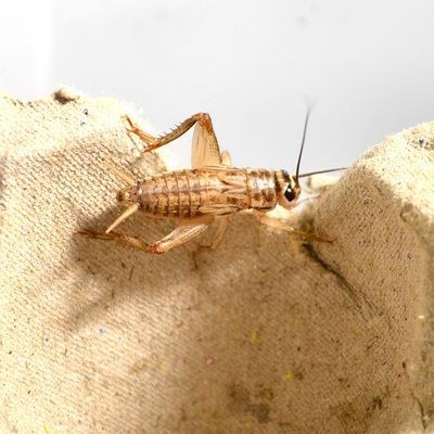 龍魚吃蟋蟀好不好消化吸收，魚消化能力解析，探討蟋蟀對