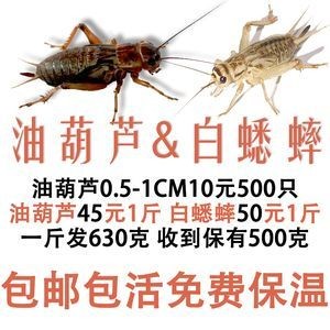 龍魚吃蟋蟀好不好消化吸收，魚消化能力解析，探討蟋蟀對