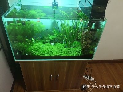 90厘米魚缸：90厘米魚缸尺寸選擇指南，0厘米魚缸尺寸選擇指南，打造完美