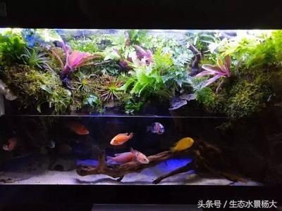 90厘米魚缸：90厘米魚缸尺寸選擇指南，0厘米魚缸尺寸選擇指南，打造完美
