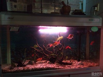 90厘米魚缸：90厘米魚缸尺寸選擇指南，0厘米魚缸尺寸選擇指南，打造完美