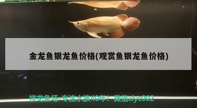 金龍魚銀龍魚價格(觀賞魚銀龍魚價格)龍魚與銀龍魚，觀賞魚