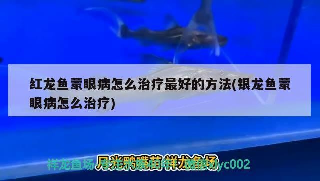 紅龍魚蒙眼病怎么治療最好的方法(銀龍魚蒙眼病怎么治療)龍魚蒙眼病的根治之道，銀龍魚蒙眼