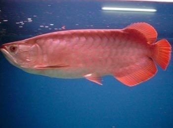 龍魚的養(yǎng)殖與鑒賞論文題目大全，魚養(yǎng)殖與鑒賞，全面探索水族