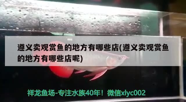 遵義賣觀賞魚的地方有哪些店(遵義賣觀賞魚的地方有哪些店呢)市觀賞魚銷售指南，精選店鋪一覽
