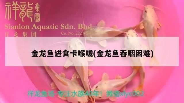 龍魚卡嗓子怎么治療，龍魚卡嗓子怎么辦，魚喉嚨不適，有效治療方法及緊急應對