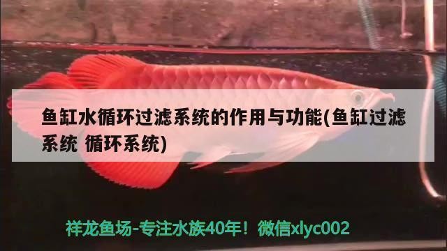 雙鴨山市三利商城超越水族店（雙鴨山三利農貿市場營業時間）鴨山市三利商城超越水族店營業時間及地點