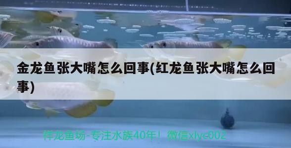 7000萬的紅龍魚視頻（中國最貴紅龍魚7000萬）最貴紅龍魚拍賣，7000萬的傳奇
