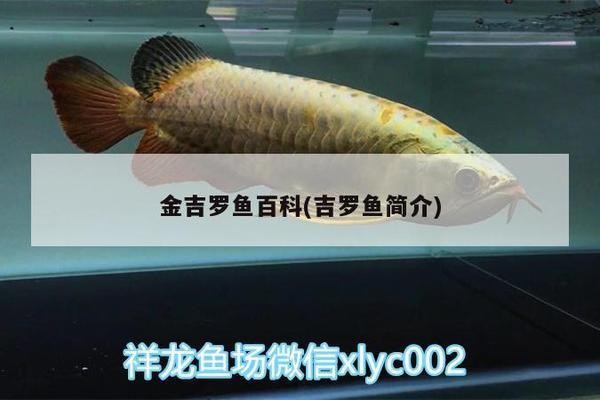 紅龍魚50厘米價格表及圖片大全（紅龍魚50厘米價格表及圖片大全視頻）龍魚50厘米價格表及高清