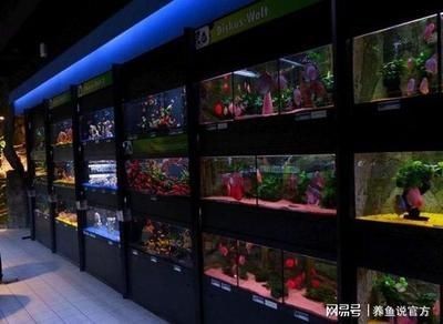 賣(mài)龍魚(yú)的店叫什么店名好聽(tīng)一點(diǎn)，魚(yú)愛(ài)好者的天堂，尋找最動(dòng)聽(tīng)