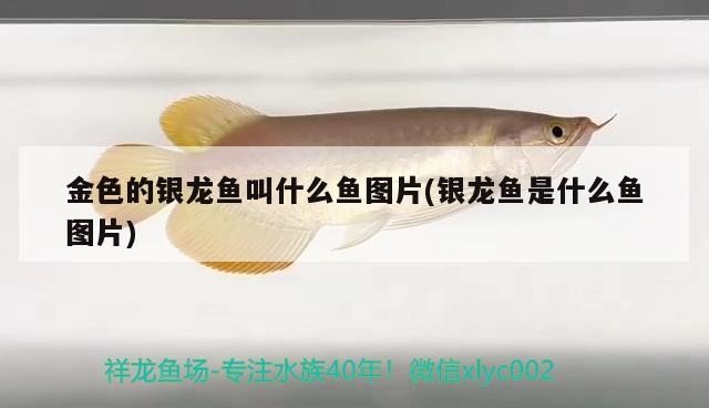 金色的銀龍魚叫什么魚圖片(銀龍魚是什么魚圖片)銀龍魚的神秘身份，揭秘其獨(dú)特魚類名稱與圖片
