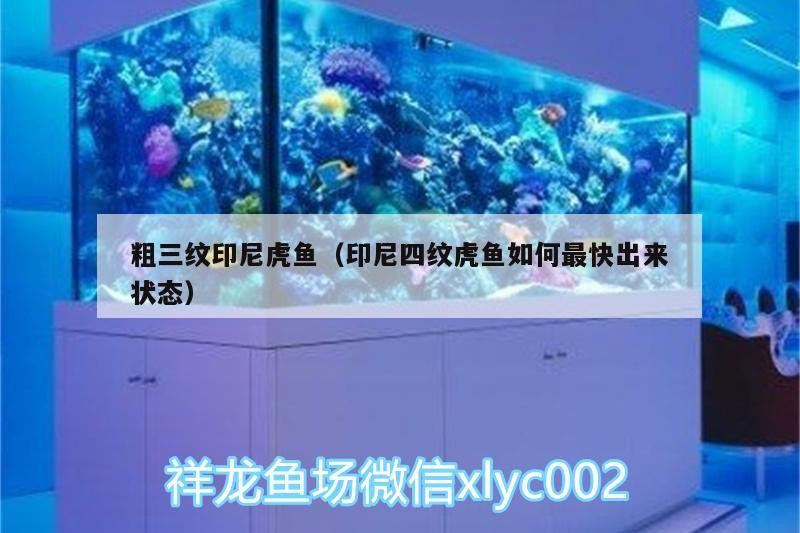 粗三紋印尼虎魚（印尼四紋虎魚如何最快出來狀態）四紋虎魚，如何快速提升其粗三紋狀態？