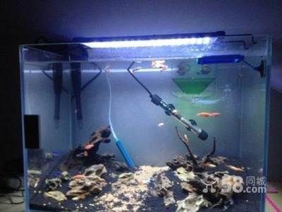 超白魚缸有幾種品種：如何選購超白魚缸，白魚缸選購指南，種類與購買技巧